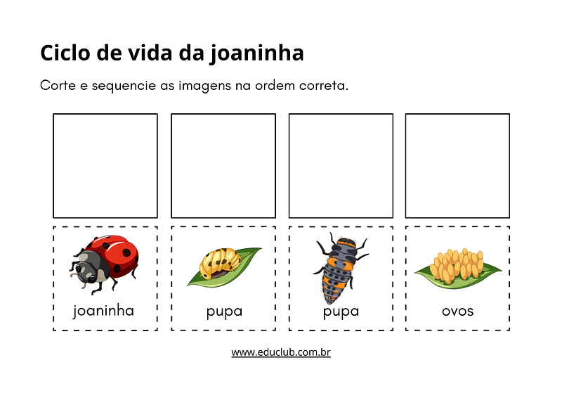 Atividade sobre ciclo de vida da joaninha | Educlub